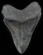 Black, Serrated Megalodon Tooth - Georgia #30073-3